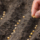 close up picture of hand holding planting the seed of the plant