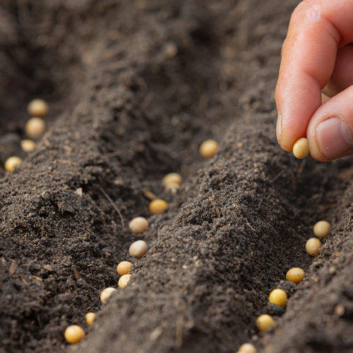 close up picture of hand holding planting the seed of the plant